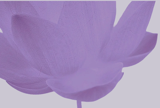 Close up of a purple lotus flower on a white background
